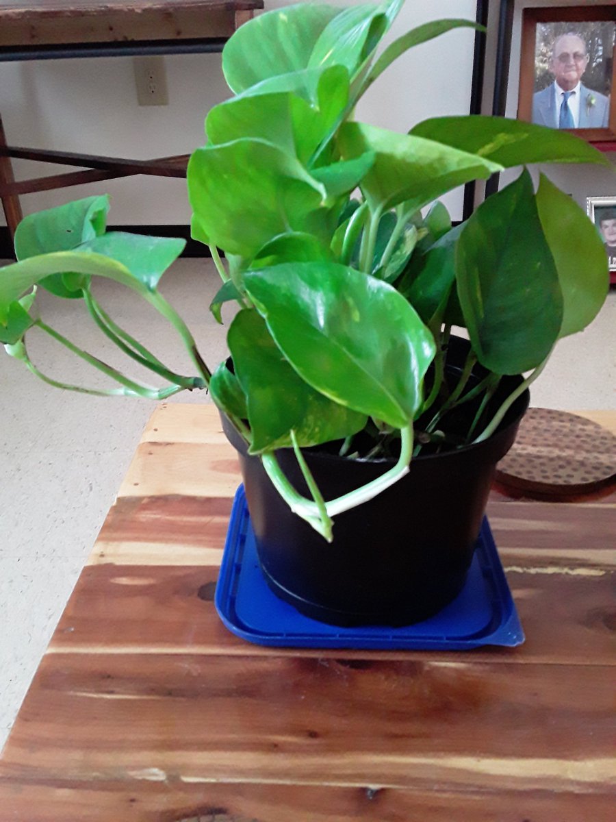 So I finally bought a real live plant. I do not have a green thumb! 
The label on the pot says it's a Golden Pothos. I watered it good after I brought it home. Looks healthy! 
@bcandylandgirl does it look like it needs a larger pot? And does it need plant food?