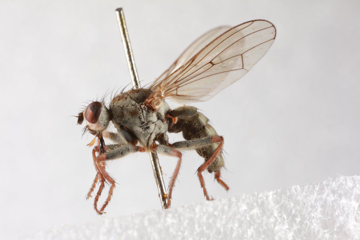 More for #DNADay! 'we successfully sequenced an entire mitochondrial genome from two legs of this fly and replaced them on the specimen after' - @ento_ben. Sequencing genomic data from our collections helps DNA reference projects like @BioGenEurope, @iBOLEurope & @iBOLConsortium.