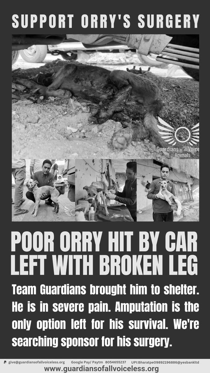 GuardiansVoice's tweet photo. Orry !

Rescue story and video (Facebook):

https://t.co/PdPVwna41o

Rescue story and video (Instagram):

https://t.co/ZWZpVDGSNX https://t.co/zl6AfB8Zes