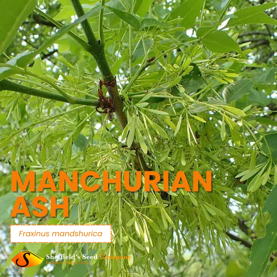 Meet the Manchurian Ash! This adaptable tree isn't just a pretty face – it's a biofuel superstar! 🍃  Choose sustainability and beauty with the Manchurian Ash! 🌿
sheffields.com/seeds-for-sale…

#SeedBank #Seeds #SheffieldsSeedCo #SeedExperts #SeedCompany #GrowYourOwn
