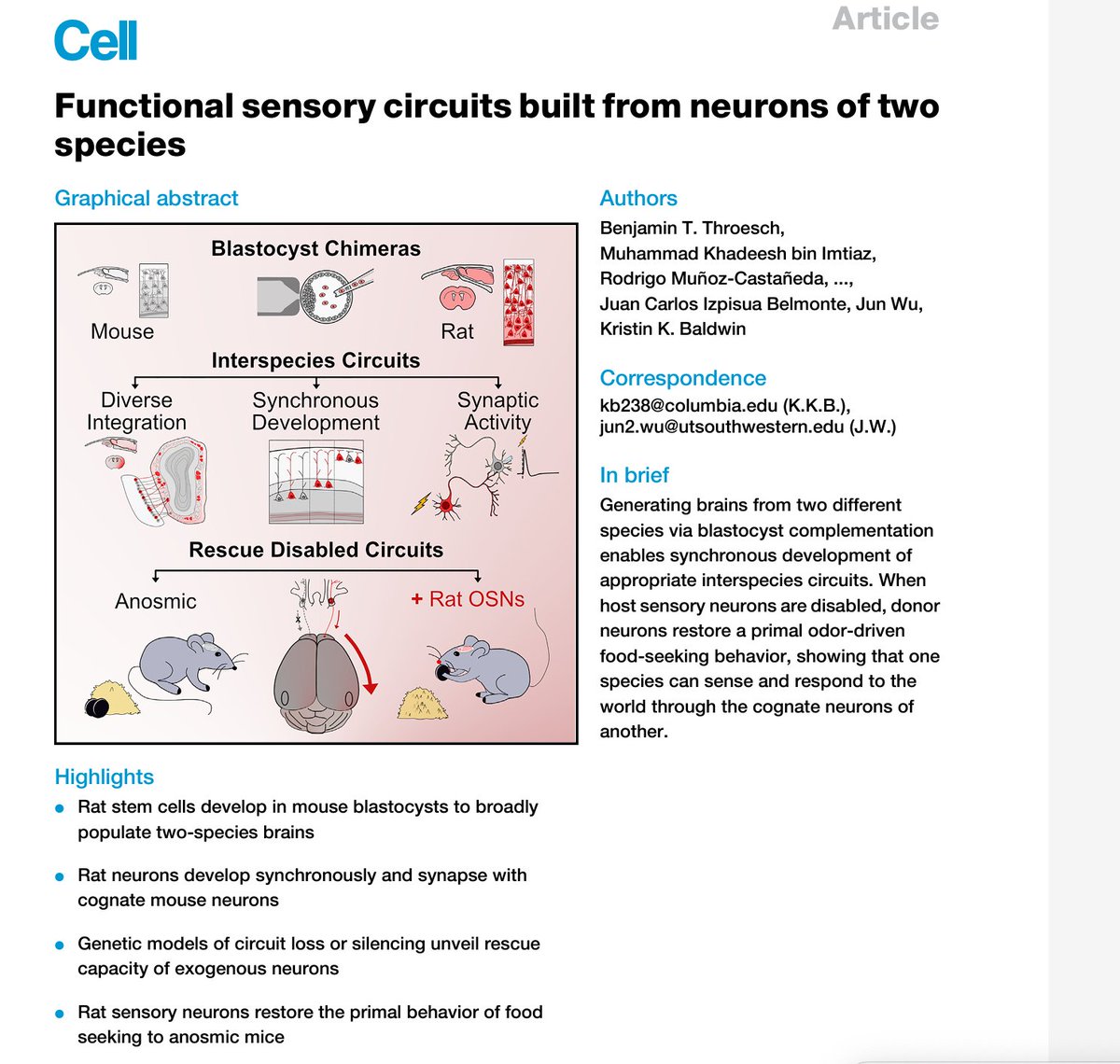 Can an animal sense the world with neurons from another species ? See our brain chimera paper and the accompanying one by Jun Wu mentioned in last post