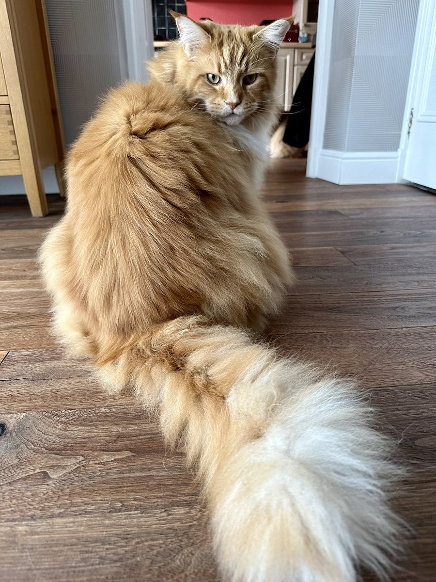 Don’t think I ever get used to the size of Buddy’s floofy tail…it’s incredible! Bonus photo bomb by Gizmo in the comments 😹😹🦁🦁 #fluffyfursday #teamfloof #CatsOfTwitter