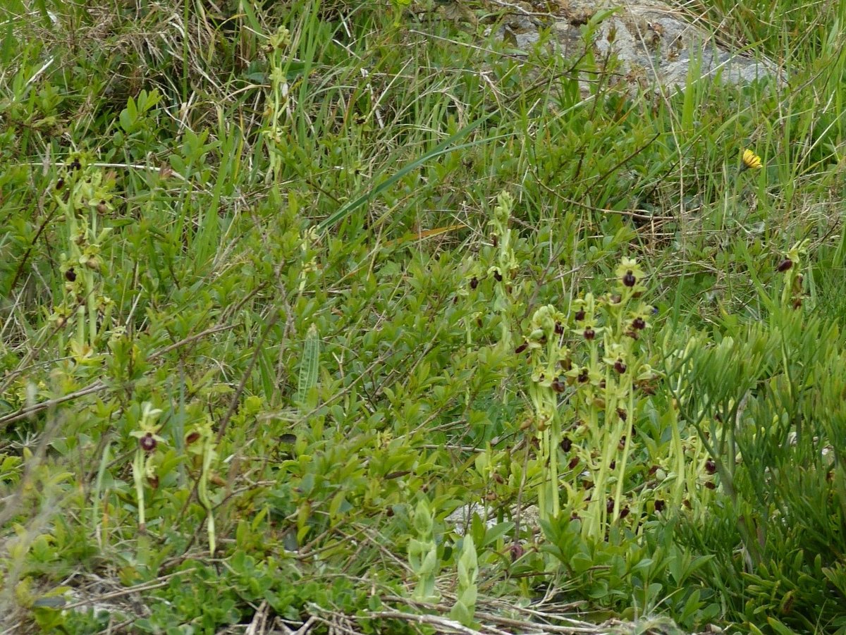 Back to Samphire Hoe today, ,plenty of Early Spiders on show ,but probably past their best. Along the beach and on the cliff sides ,they,re at there full height .Found a pale specimen ,which i thought was a faded flower ,but now not sure +1 of interest,for later on! @ukorchids