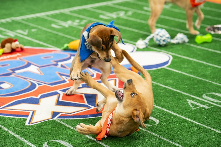Happy #DraftDay! 🏈
Our #PuppyBowl rookies are sending good luck to all of the future superstars! 🐶🏆