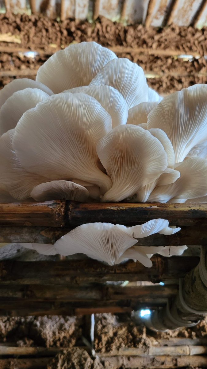 HODARI Foundation tweet media