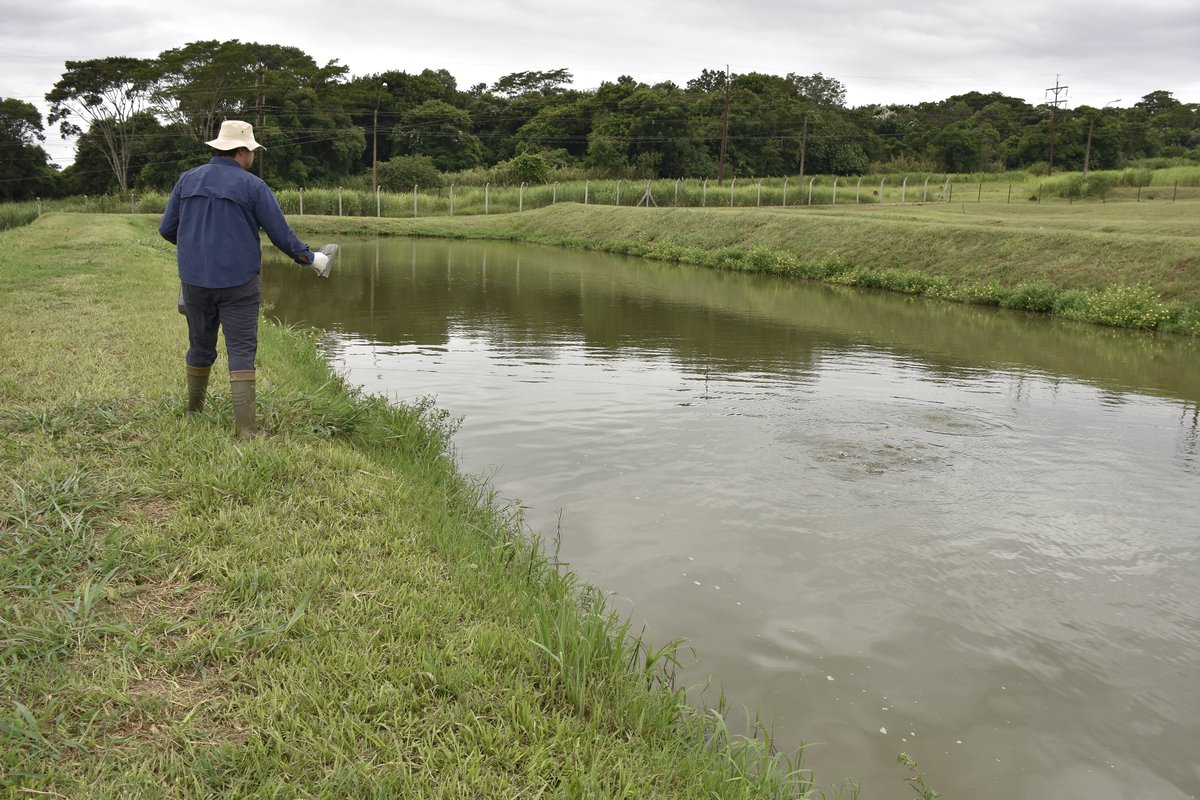 💧✅Mejores datos para una mejor toma de decisiones El Sistema de Información del Agua Paraguay reúne datos para ofrecer una imagen precisa y oportuna de los recursos hídricos y la calidad del agua en el país. Conoce más sobre el trabajo de @itaipuparaguay bit.ly/3UkvSSi