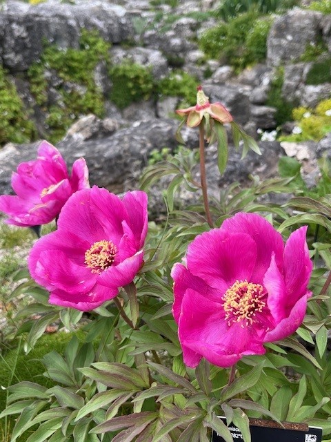 Picture-perfect peonies! 🌸 When it comes to flamboyant flowers, few plants can beat the peony and we have plenty for you to see this week in the Garden - along Lynch Walk, in the Rock Garden & in the Systematic Beds.