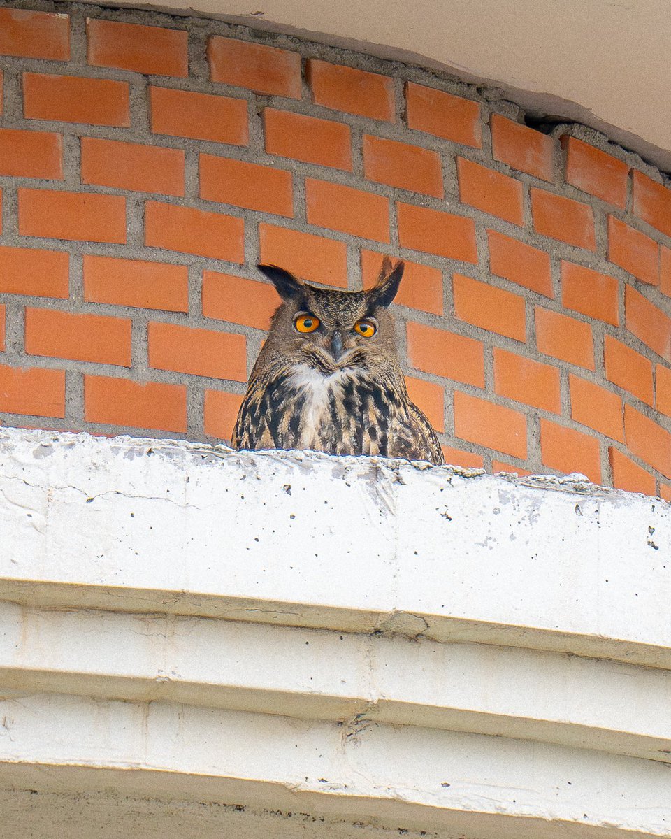 Eurasian eagle-owl peeking out from her manmade “rocky cliff.” (See my last post.) She has evidently lived in this neighborhood with her mate for at least a few years and is doing well. (Last month in Madrid)

#birds #birding #nature #wildlife