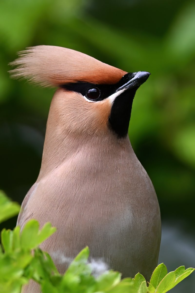 sh4rpy's tweet photo. the Snalbans Waxwings were still waxwinging around opposite Morrisons at lunchtime today #confiding #waxwing #hertsbirds https://t.co/UGN9erxhw8