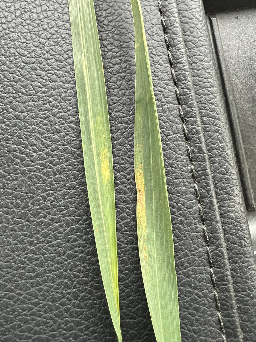 Clark County KS dryland. Lower leaves. Flag leaves still clean. @KSUWheatDisease