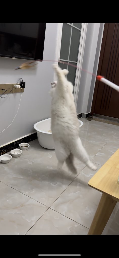 我家猫真的会后空翻