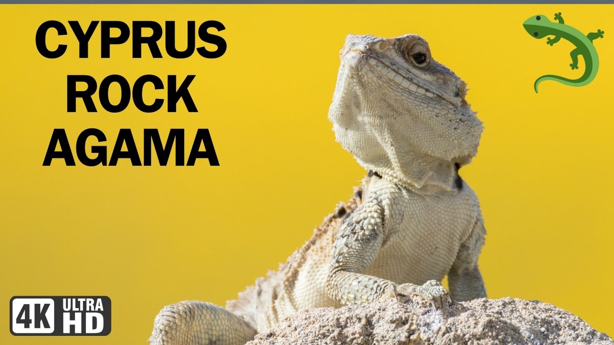 ⏰📷 NEW VIDEO NOW LIVE 📷⏰ youtu.be/qSD0t77yTsI @visitcyprus | #Lizards | #Cyprus