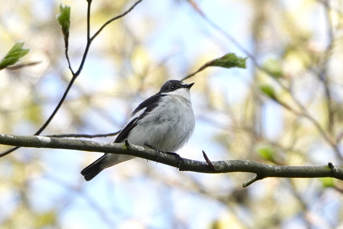 Janice Sutton tweet media