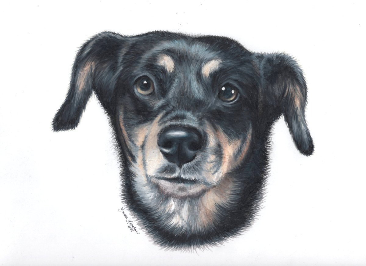 'Aberdeen'
A commissioned colored pencil portrait. #petportraits #dogportraits #realisticart #drawings