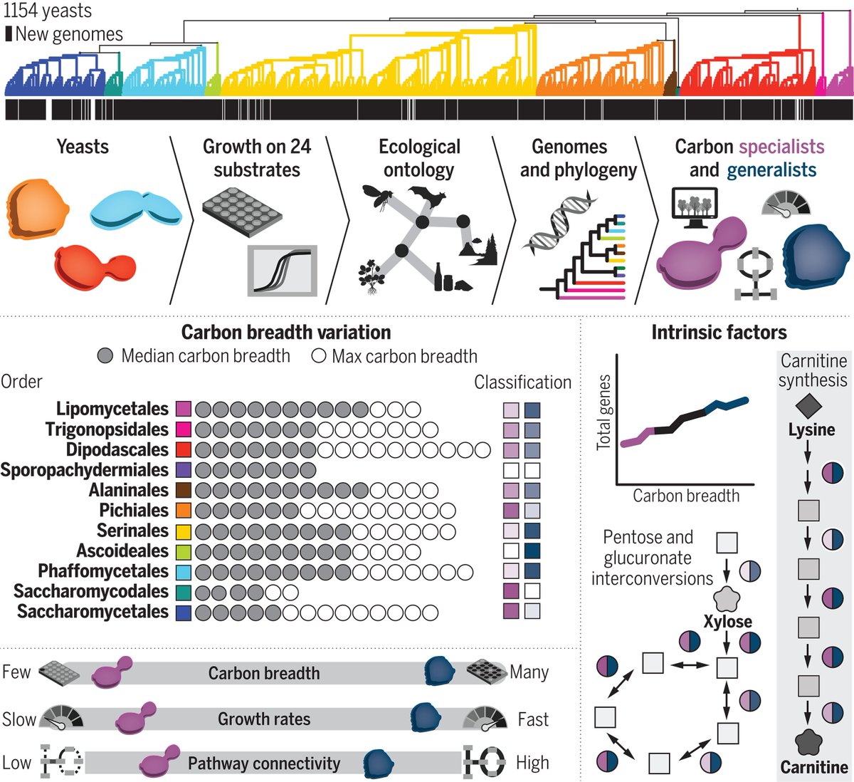 NEW pub in @ScienceMagazine: Yeast species are metabolically diverse, from narrow (specialists) to broad (generalists) #Genomes🧬 and phenotypes🧫 of 1154 #yeast reveals gene content shapes metabolism & suggests no trade-off in growth rate between specialists & generalists