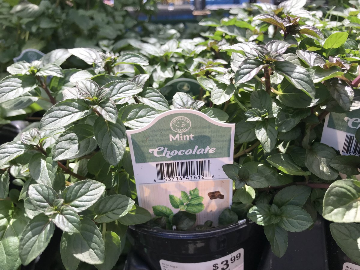 What's growing in your #Garden this year? How about chocolate mint? Curious? Come in today to see what else is waiting to be discovered at your #LocallyOwned #NeighborhoodHardwareStore. #MyLocalAce