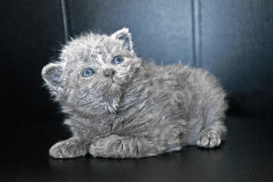 Discover the unique Selkirk Rex cat - a beautiful companion with a luxurious coat. animalsaroundtheglobe.com/selkirk-rex-ca…