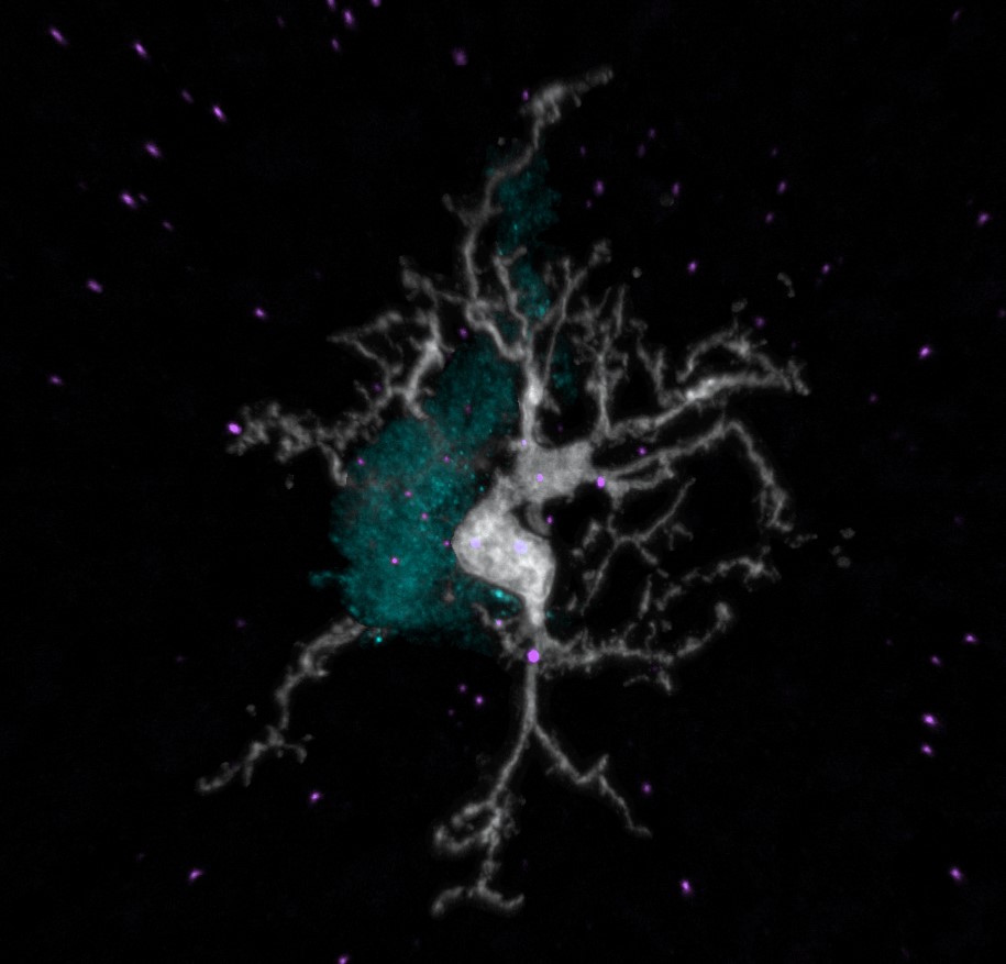 Microglia (white), Neuron (blue), Il1b mRNA (Purple). #immune #neuron #microscopy