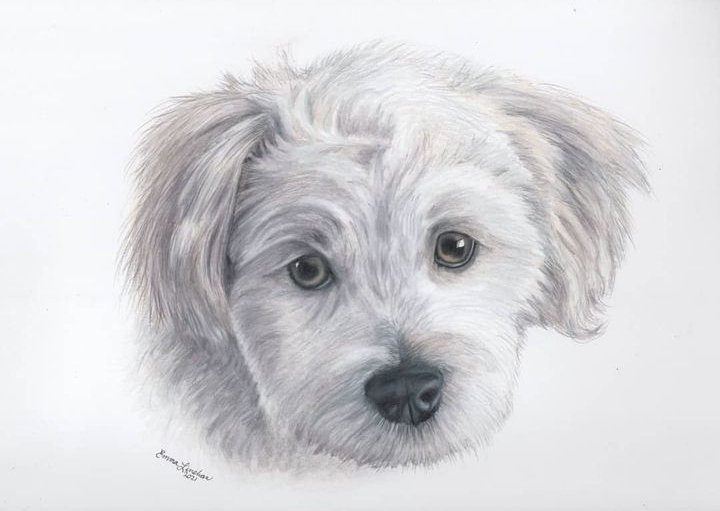 'An animal's eyes have the power to speak a great language.' ~ Martin Buber #petportraits