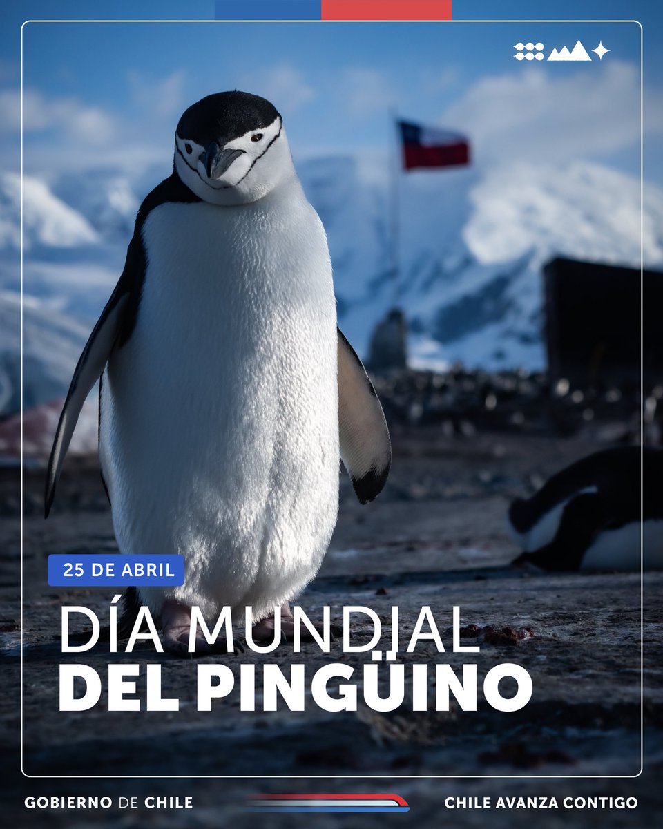 ¿Sabías que en Chile vive más de la mitad de las especies de pingüinos registradas en el mundo? Sí, 10 de 18🐧 En el Día Mundial del Pingüino, revisa estas fotos tomadas por la capitán de bandada Francisca Muñoz de @FACh_Chile, en la Base Pdte. Gabriel González Videla 🇨🇱