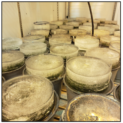 UMNTurf's tweet photo. Read our latest #WinterTurf blog: Creeping bentgrass and annual bluegrass responses to ice encasement by @MeganGendjar, @DevendraChalis3 &amp; @DrEmilyHolm.

Learn how this work will help develop varieties &amp; management strategies to help turf survive winter. https://t.co/BL7TksuFL9 https://t.co/2KQlc4gdgX