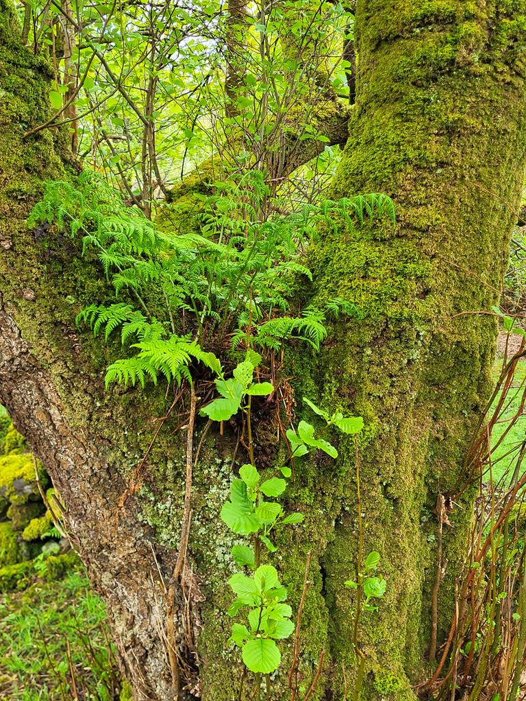 Fern people: what species do you reckon this fine epiphytic example in Achill, Co. Mayo, is?

It looks like lady fern (Athyrium felix-femina) to me from the image, but I'm not sure and didn't examine it properly when I was there.

Thoughts?