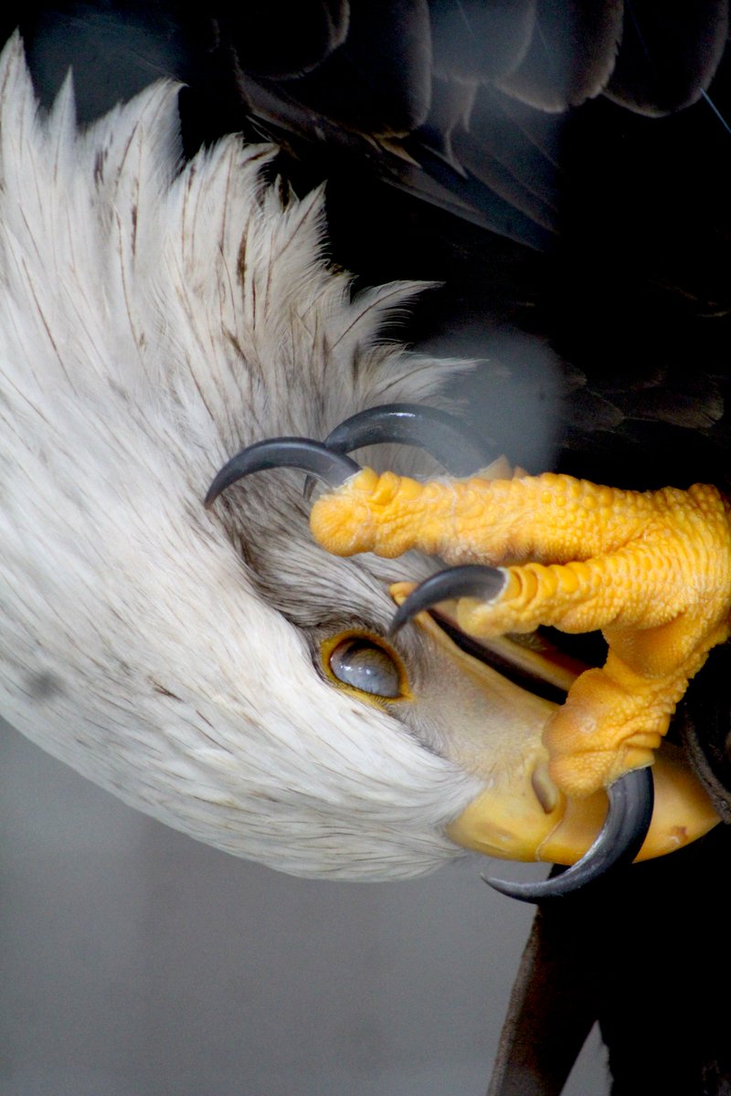 Here you can see Rain, one of our resident Bald Eagles, using her talons to gently scratch an itch, while her nictitating membrane keeps her eye safe. This transparent eyelid, helps protect and moisten their eyes. #BaldEagle #WildlifeWonders #EyeProtection