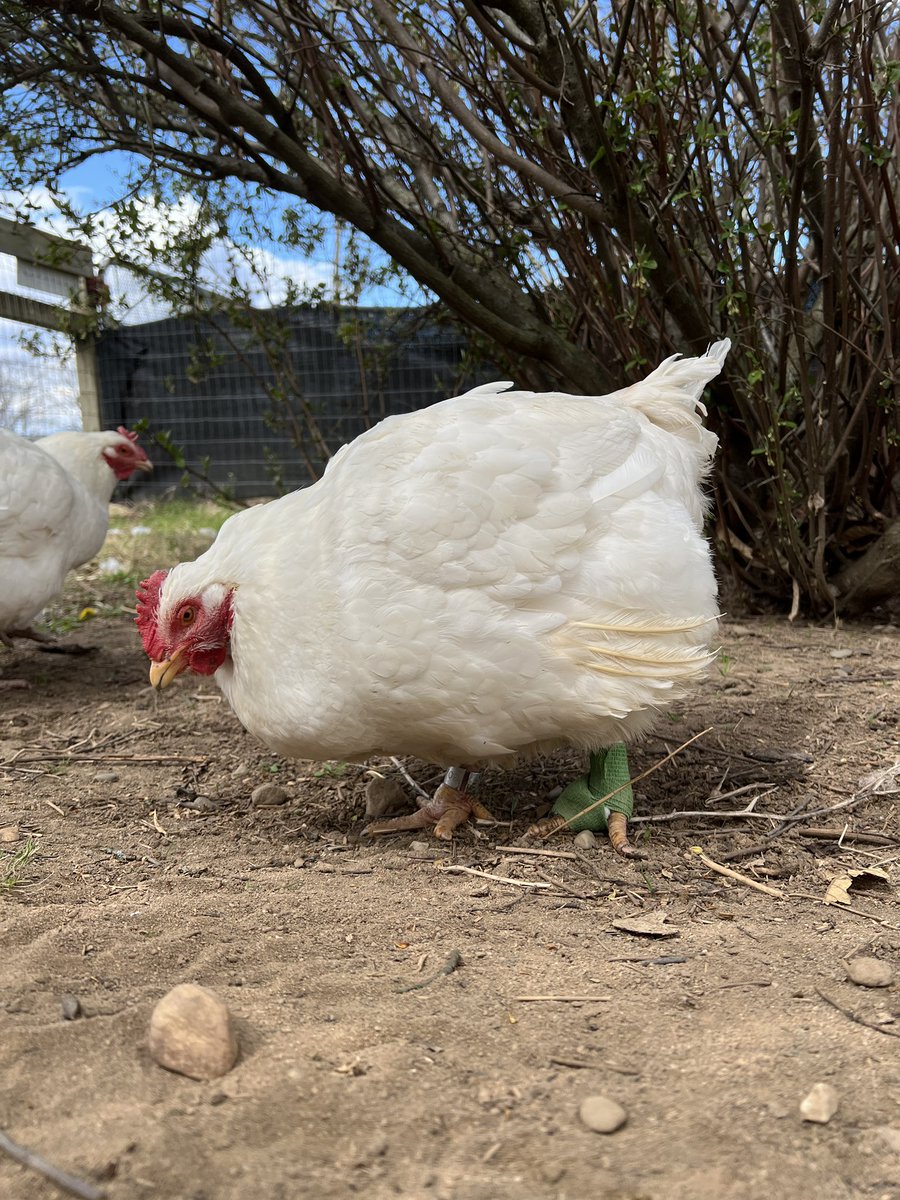 During our #20yearsofwoodstock celebration this year we continue to highlight our seniors, like Cornish X Darlene, who turns 10 this year! That’s an unprecedented age for her breed, but the care at Woodstock makes this life possible for her. #whywoodstock woodstocksanctuary.org/woodstock-blog…