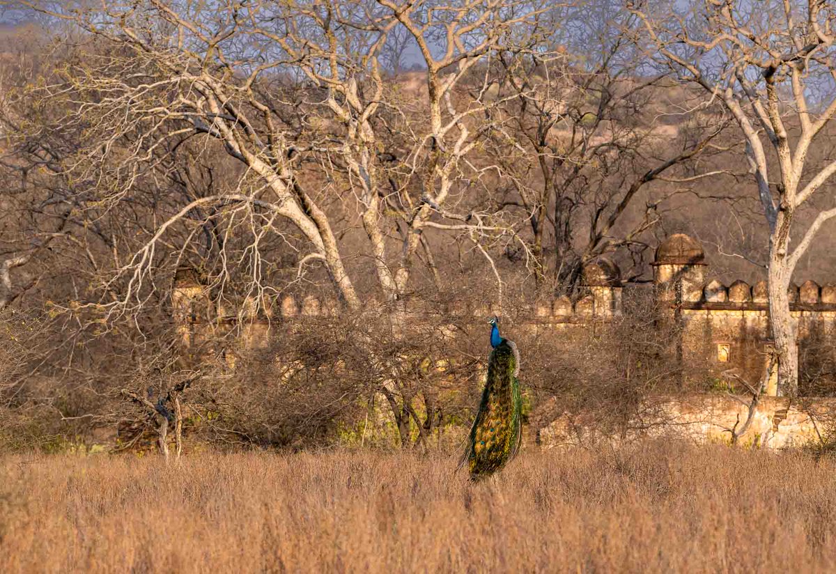 No marks for guessing where this is. But go ahead, give some wrong answers. #birds #forest #photograghy