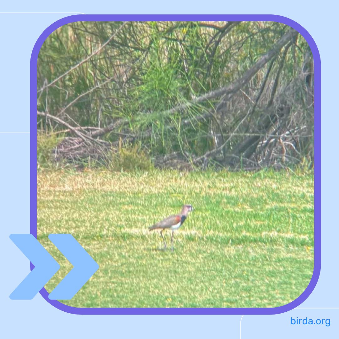 What a sighting! A Southern Lapwing was logged on Birda in South Texas, the second record for North America! This is an astounding bird! Well done to Ram on Birda, swipe to see their picture! #southernlapwing #lapwing #rarebird