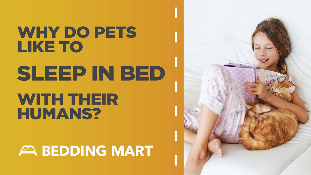 To your #pets, you are #family, plain and simple. No wonder they like to be close to you! Let's look at the reasons behind why your pets enjoy #sharing your #bed.🐶🐱⠀ ⠀ bit.ly/3IxBEK6 ⠀