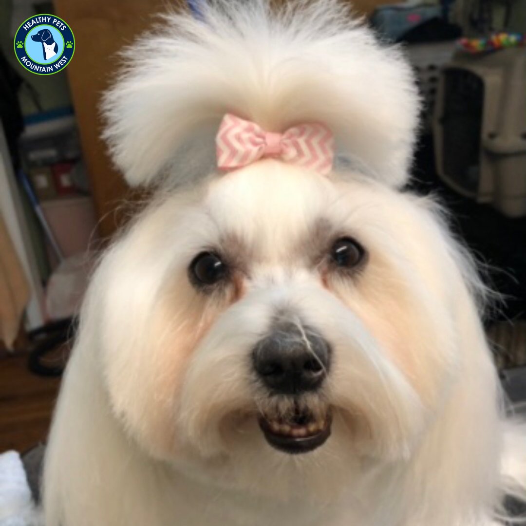 Lizzy girl 🐾
.
.
.
#doggrooming #dogs #healthypets #cottonwoodheights #utahdogs