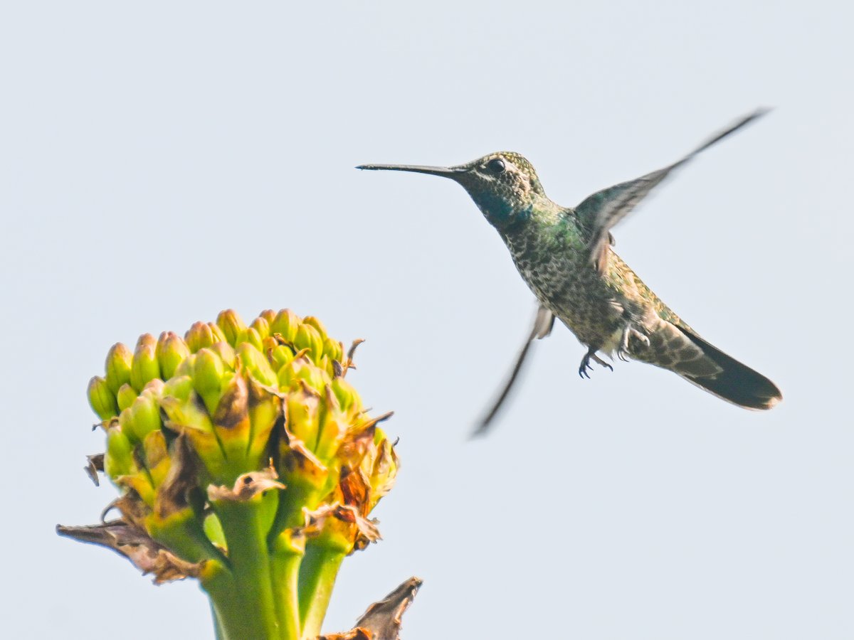 Great last afternoon in Mexico: @CZavaletaZ, @DennetGS & @NataliaTerpan told me about the fascinating research in @AntLabUNAM, and then gave me a tour of the UNAM Botanical Garden - lots of cacti and succulents, and a Rivoli's hummingbird in action! #BirdsSeenIn2024 #birdwatching