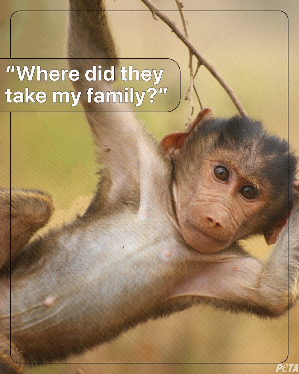 Monkeys should be home in their natural habitats together with their troop—not separated for life & tested on. #WW4AIL peta.vg/3vjn