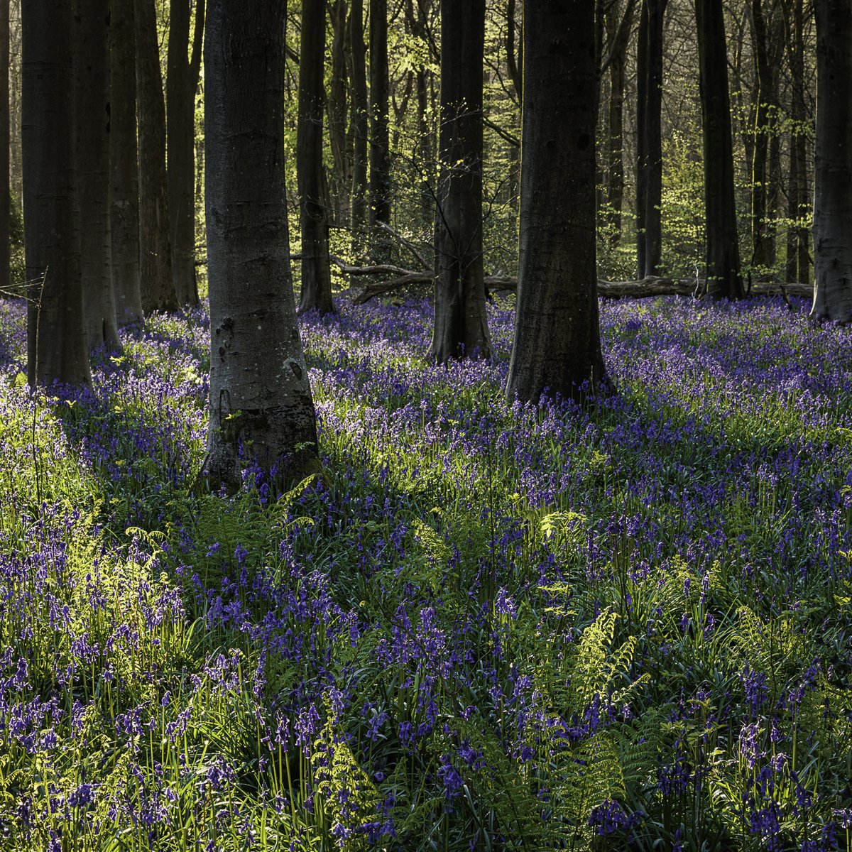 MyImageLibrary's tweet photo. Shadows cast over spring bluebells and vibrant green ferns.
#bluebellwoods #bluebells #bluebellseason #springflowers #nativeflowers #englishbluebells #bluebellwalk #woodlandwalk #myil #myimagelibrary #landscape #landscapephotography #woodlandphotography #woodlandtrust https://t.co/oiqEsVKRLG