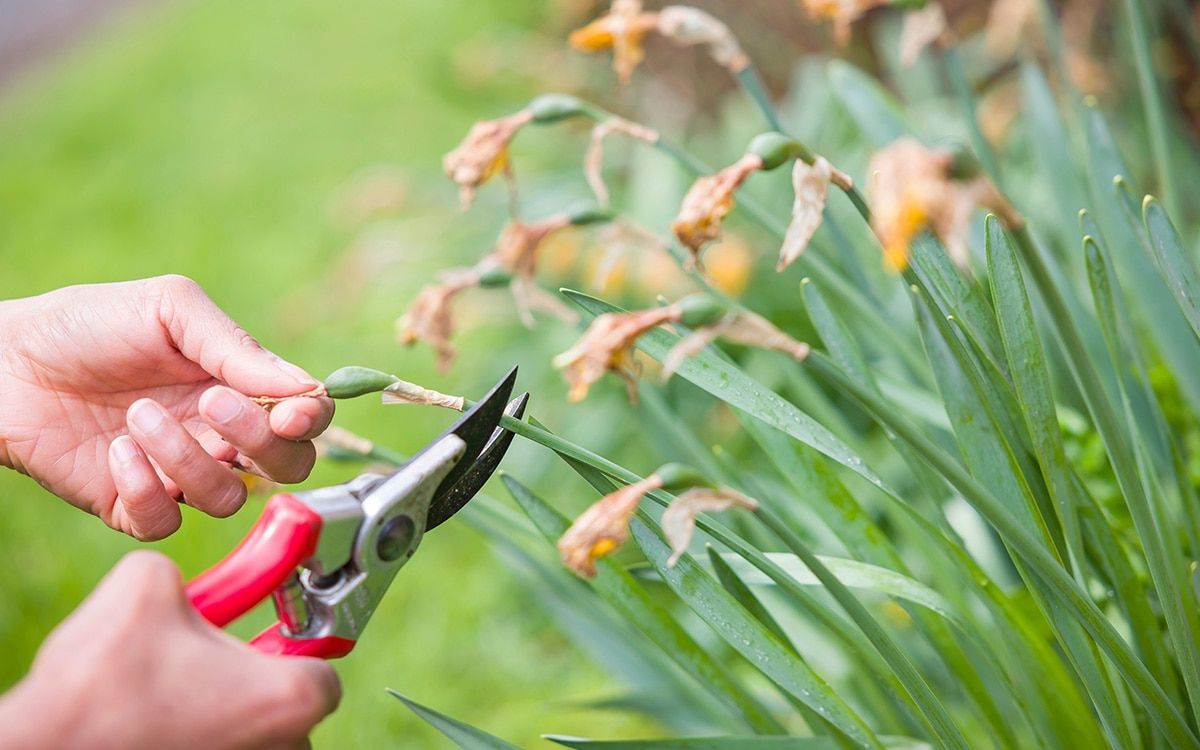 In spring, bulbs hold court in the garden, filling borders, pots and lawns with gorgeous colour, so it is well worth taking some trouble over them, even after blooms have faded. buff.ly/3xM5fNg