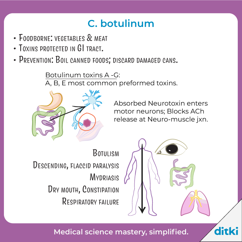 What are some treatment options for C. botulinum infection?

Get answers: l8r.it/mbtk

#ditki #usmle #medschool #medstudent #highered #microbiology #clostridium #microtutorial #microquiz #microstudy
#nursing #pance #physicianassistant #nurse #premed #mcat #mbbs