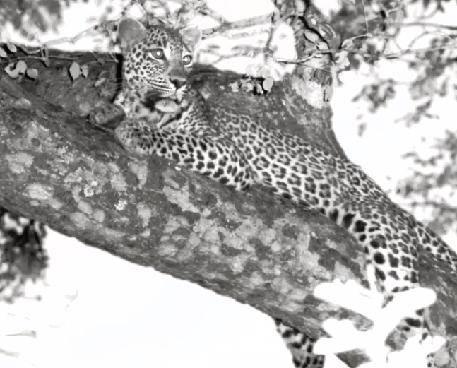 deltaTN's tweet photo. The beautiful Ntsumie #wildearth https://t.co/y9EjikQ44A