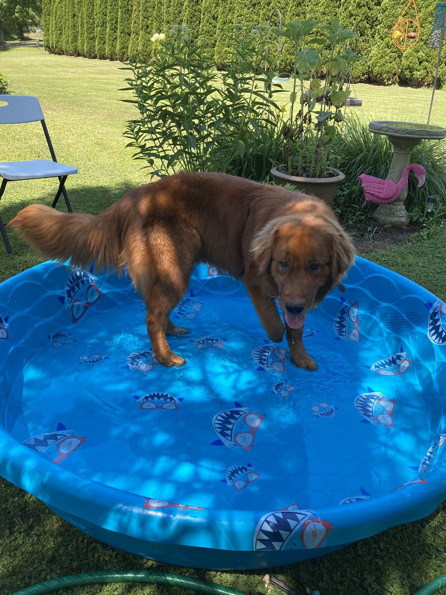 #ThrowbackThursday Boomer with his first pool day, hoping the weather warms up soon.