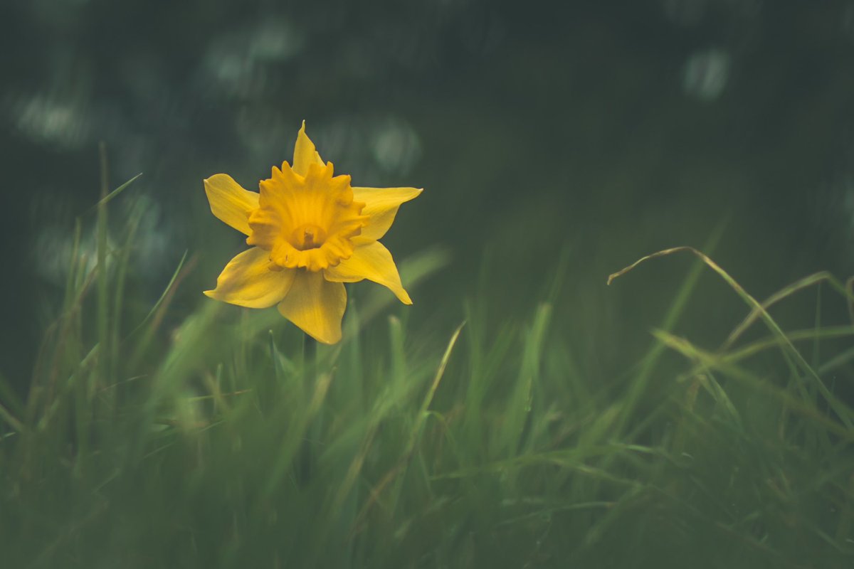 Flower Photographers! QP or post/share super simple single stem or single flowers for Thursday 
#springtime