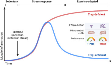 Cell_Metabolism's tweet photo. New!  Online now: Immunological regulation of skeletal muscle adaptation to exercise https://t.co/Pz2TQXvYf3 https://t.co/t2yFQNhXh9