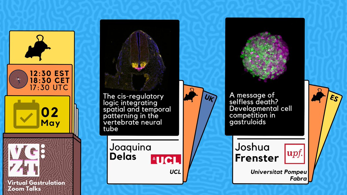 The next VGZT episode is in schedule! 📅🎉🌟We will talk about cis-regulatory logic in neural tube patterning with @joadelas 🐭, and the cell competition in gastruloid with @JoshiFrenster !!🧫 join on Thursday, May. 2nd 12:30 EDT/ 18:30 CET/ 16:30 UTC!