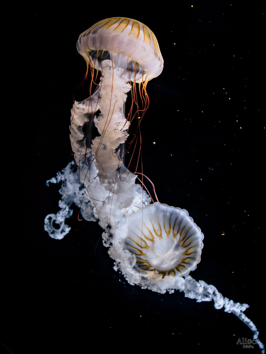 『Two Sea Nettle』
Published🪼🪼

#FUJIFILM X-T3 
#VILTROX AF 33mm F1.4 STM XF

海月写真の安定感…というか、
得意な写真何かってなったら星と着物は好きなだけで、クラゲってなっちゃう…😅

#1x #加茂水族館  #東京カメラ部  1x.com