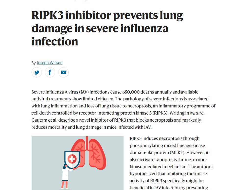 RIPK3 inhibitor prevents lung damage in severe influenza infection bit.ly/3w8AqC5 Our latest research highlight covers a paper in Nature on a novel inhibitor of RIPK3 that blocks necroptosis and reduces mortality in mice with influenza