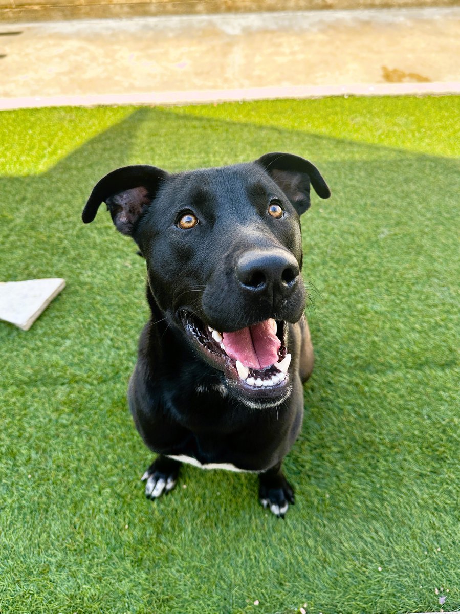 Get ready to fall head over heals for Bandit, a 1.5 yr old outgoing & friendly Retriever mix. He's ready to steal your heart 😍. He loves to be outside & explore & hope to find a family who will match his energy. Bandit is sure to bring endless joy to his new family. Come visit!