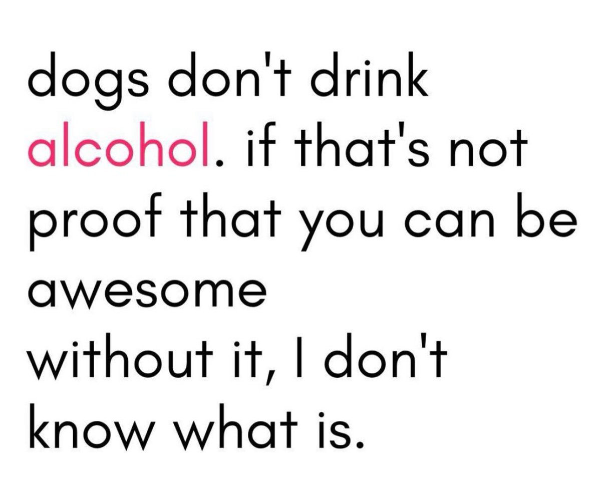 victoryrec's tweet photo. Haha! #sober #dogs https://t.co/6G53NQw6Wh