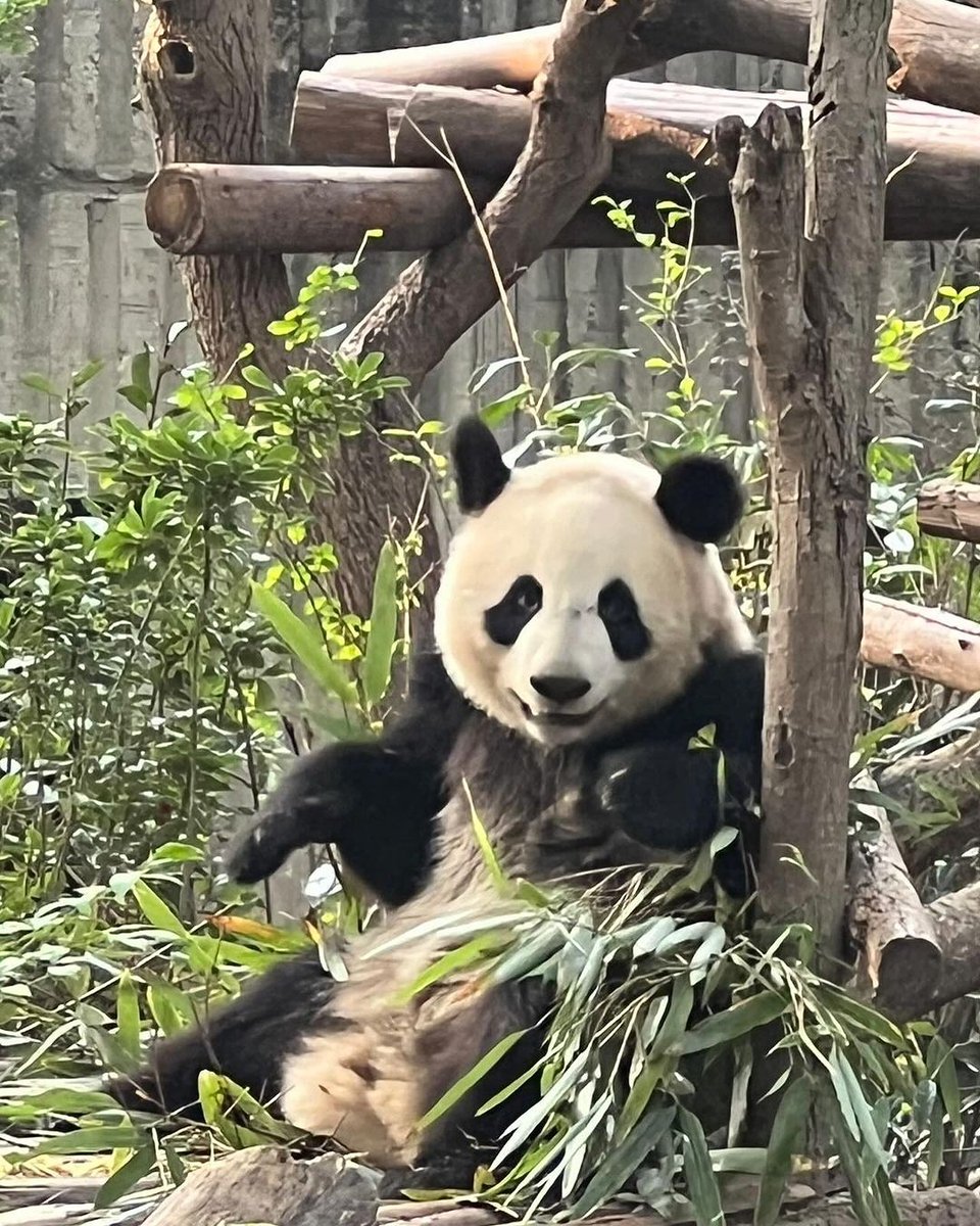 ICYMI: In Major Boost to Tourism, SF Mayor @LondonBreed Brings Pandas and More to Bay Area: The Bay Area Council was proud to help work on the project and help lead the China trip with Mayor Breed and a 30-strong delegation. In a huge gesture by China, San Francisco and the Bay