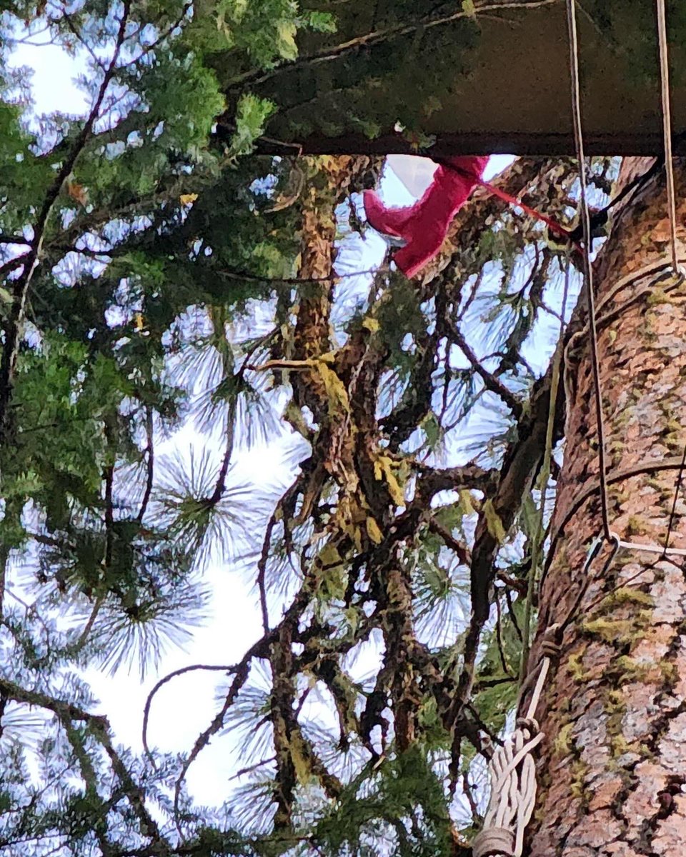 A HUGE THANK YOU!

This week’s win protecting #OldGrowth at Poor Windy would have not been possible without all of the incredible support we’ve received from our Southern Oregon community in the past 4 weeks.