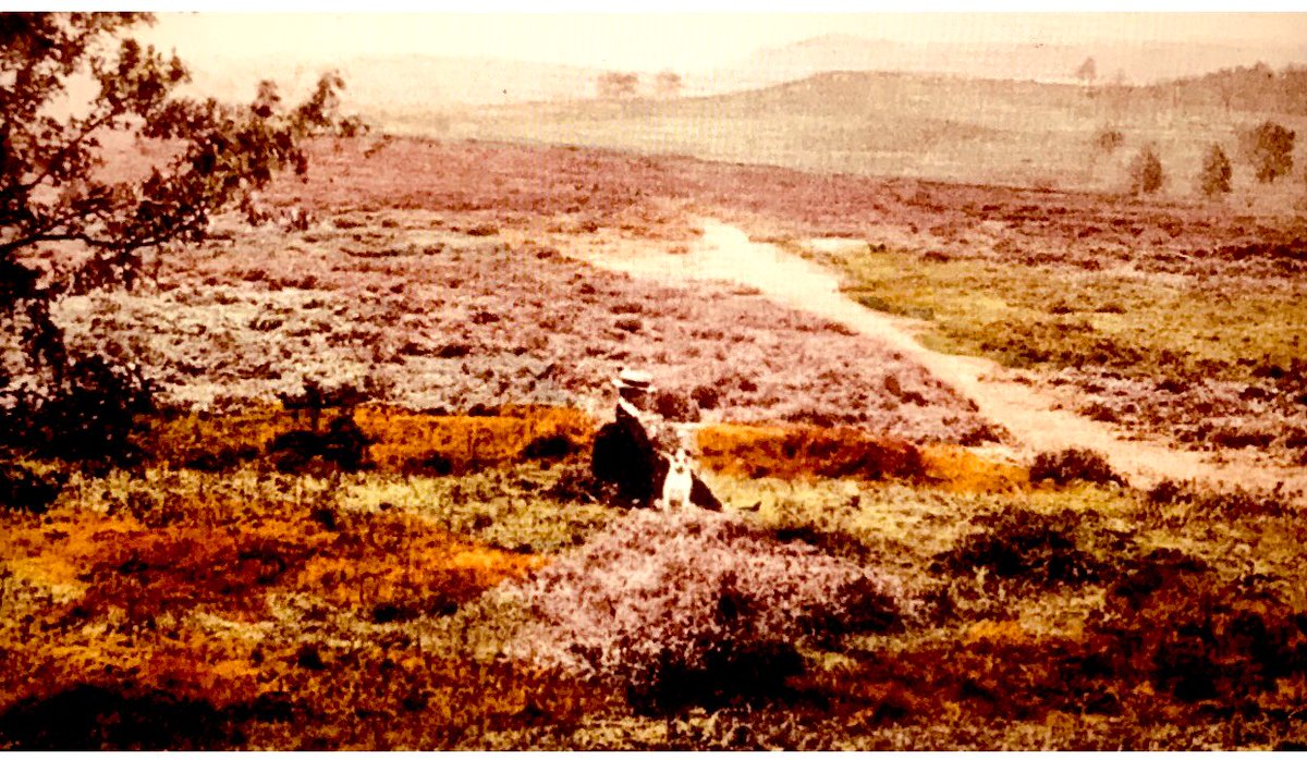 c 1900/05: Milford Common near Godalming. Lovely postcard with Mr Nash and his dog. It appears that he was used as a local guide and photo ‘extra’ for F. Frith & Co. ! 
From our collection.