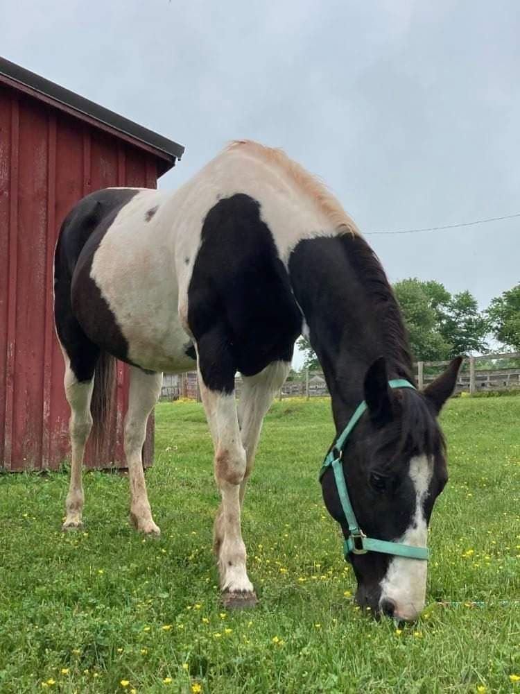 MoonPie is retired and living her best life with her new owner!

#SES #SilverEagleStable #TBT #ThrowBackThursday #FormerLessonPony #Retired #Horses #BarnLife